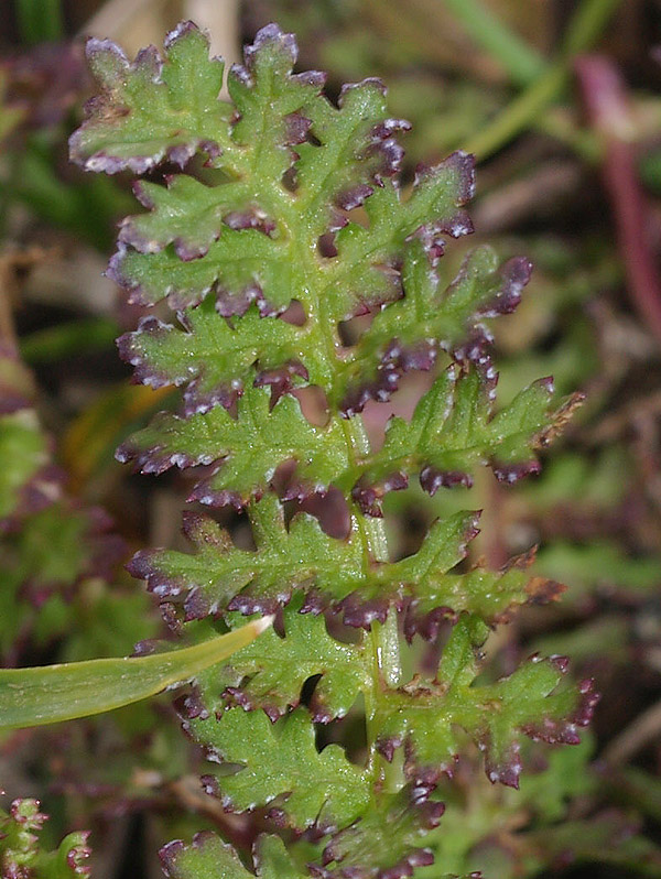 Pedicularis rostratocapitata / Pediculare a spiga breve